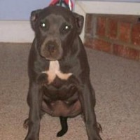 /album/chanelle/black-irish-kennels-chanelle-jpg/